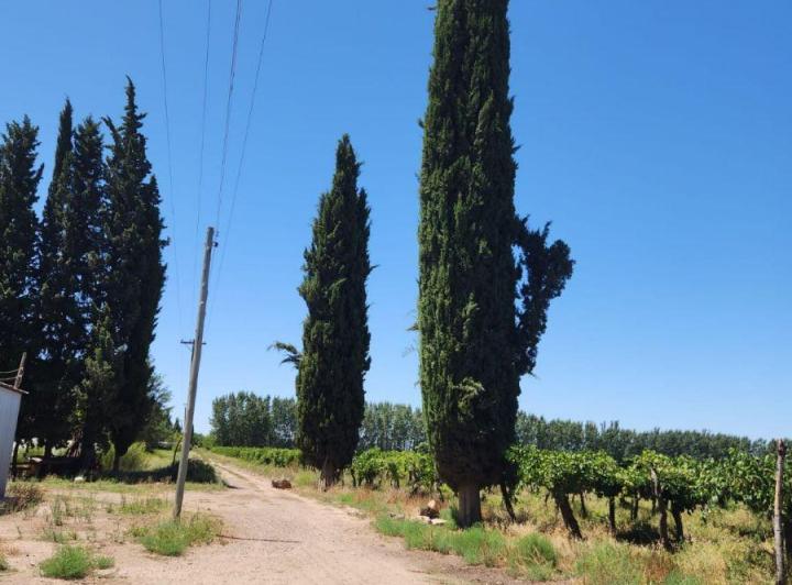 Campo · 30ha