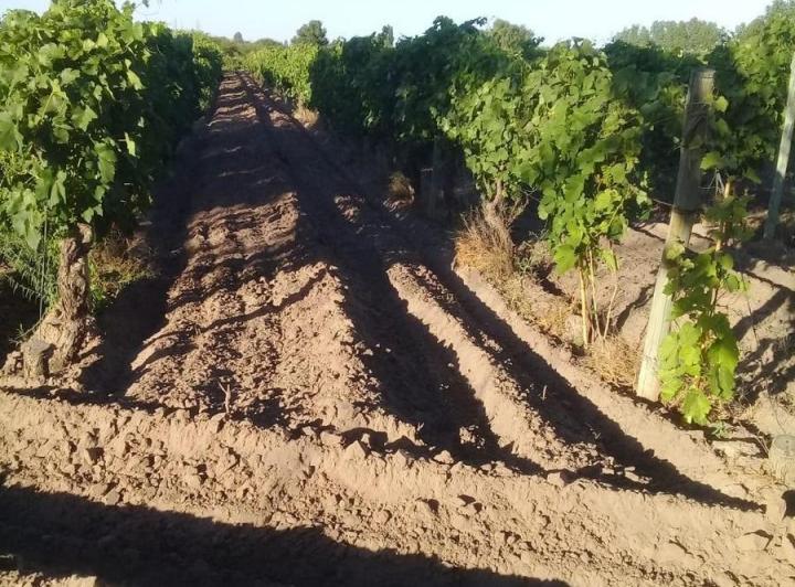 Campo · 290000ha · 5 Dormitorios