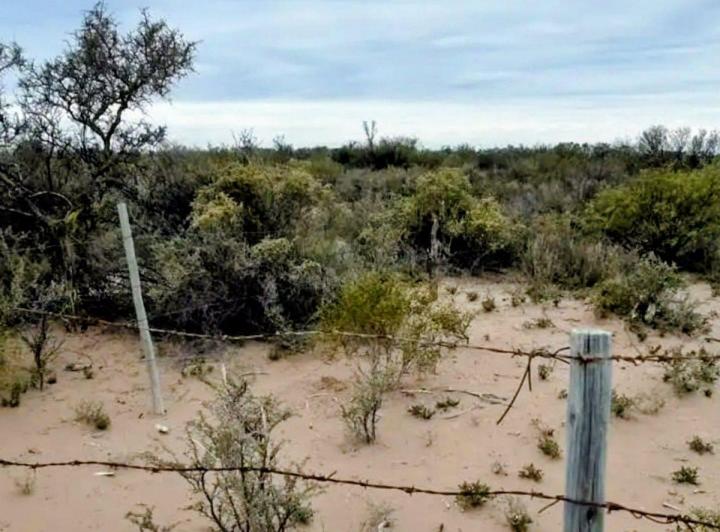 Campo · 100ha