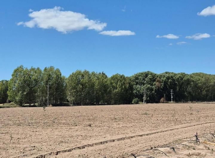 Campo · 200ha