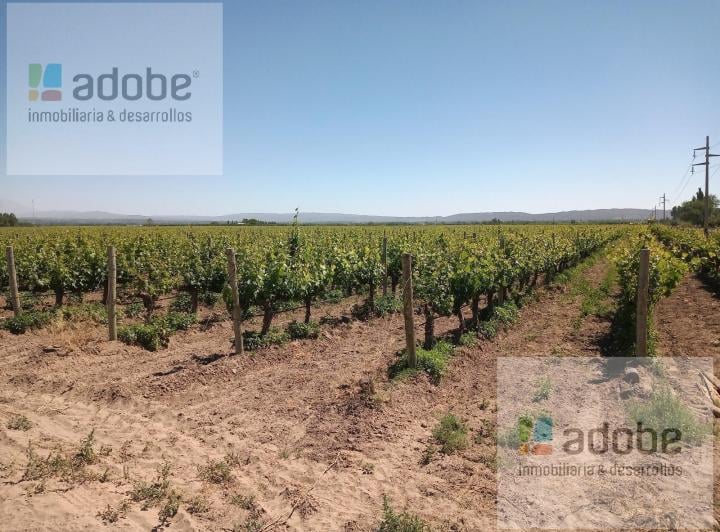 Campo · 100ha