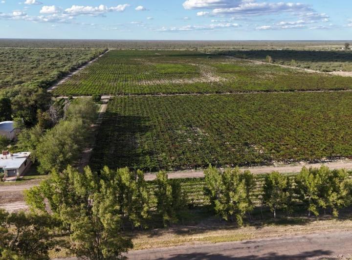 Campo · 400000ha