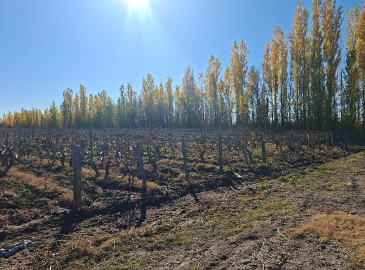 Campo · 21ha