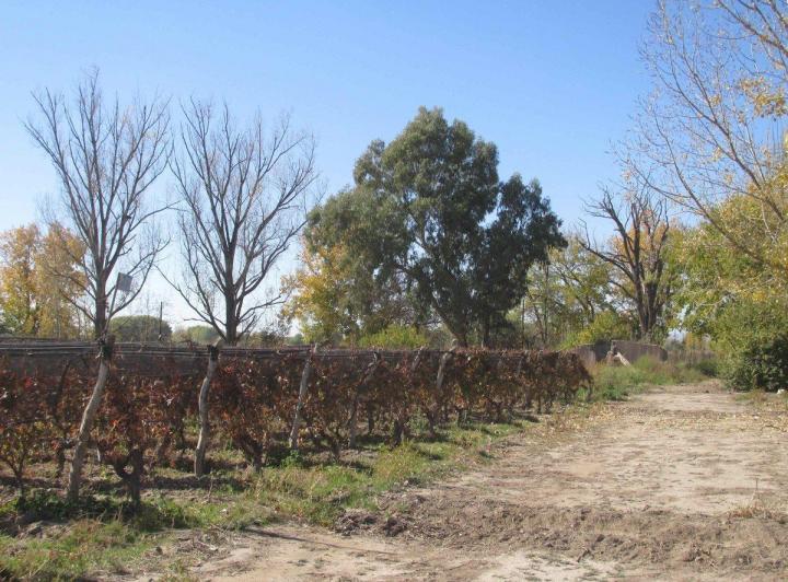 Campo · 5ha