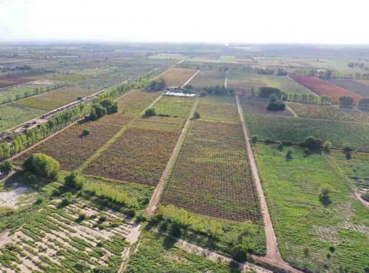 Campo · 500ha