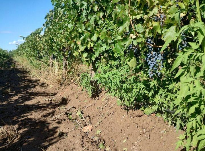 Campo · 27ha