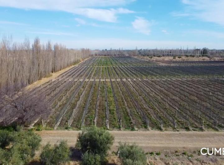 Campo · 58ha