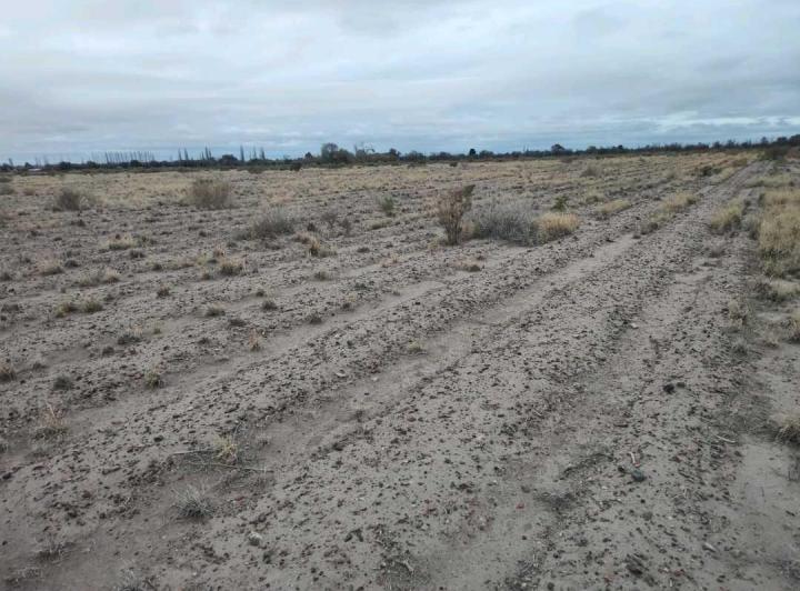 Campo · 210000ha