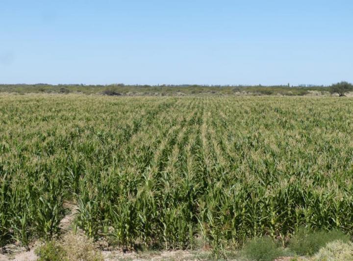 Terreno · 30ha
