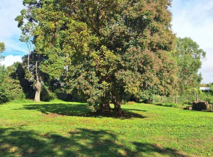 Terreno · 980m²