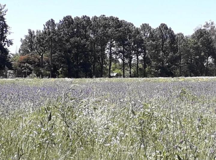 Terreno · 1646m²