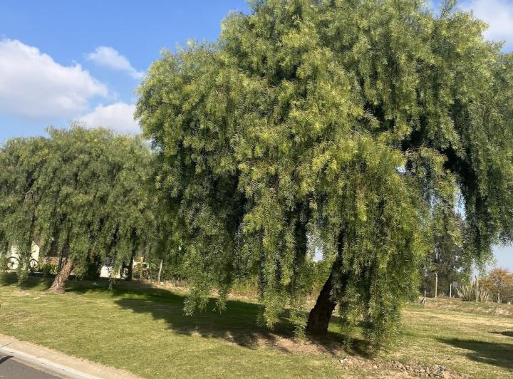 Terreno · 821m²