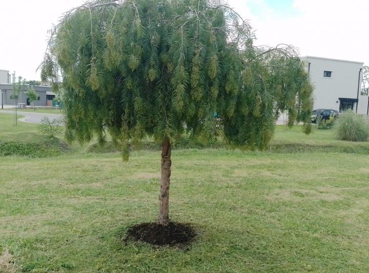 Terreno · 590m²