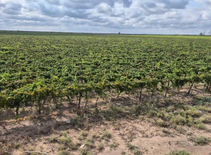 Campo · 530000m²