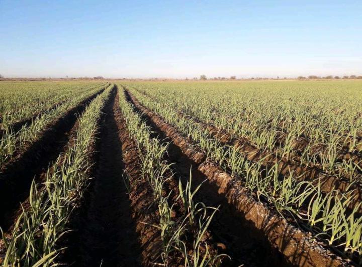 Campo · 790000m²