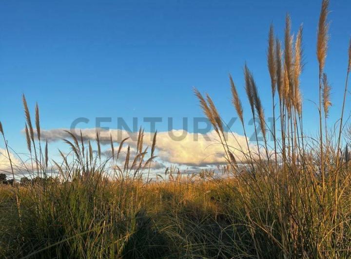 Terreno · 80000m²