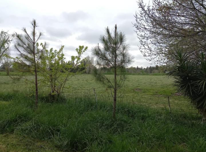 Terreno · 11000m²