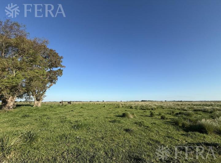 Terreno · 80ha