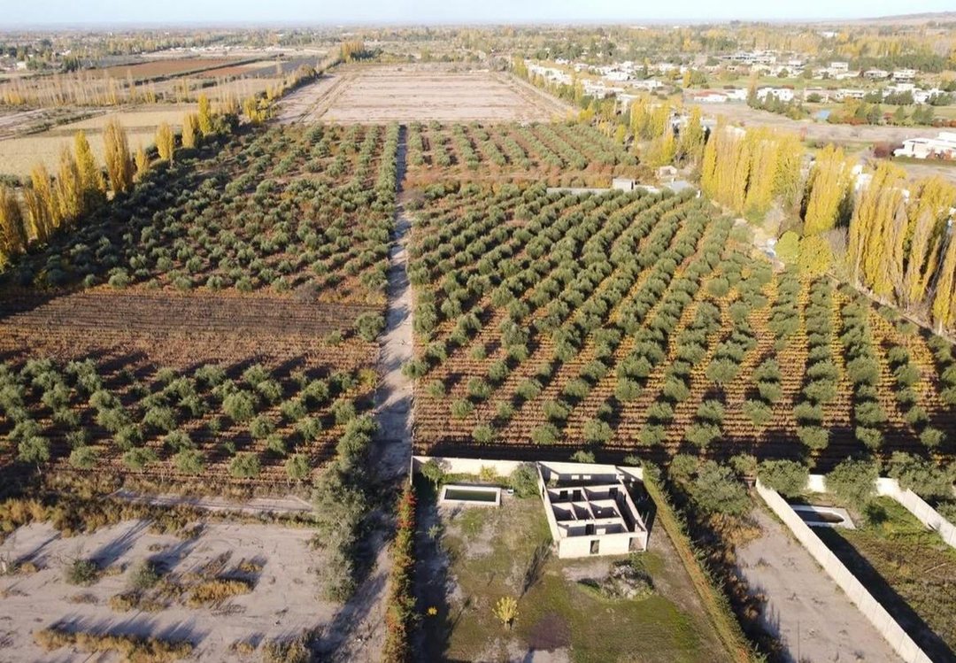 VENTA TERRENO 38.413 M² LUNLUNTA MAIPÚ MENDOZA
