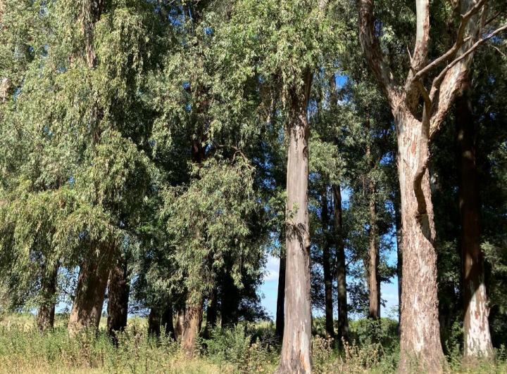 Terreno · 10000m²