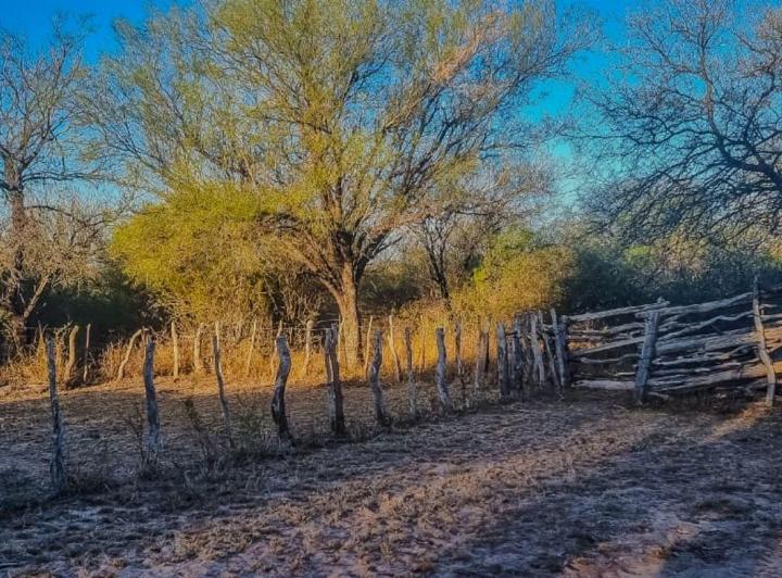 Campo · 377ha