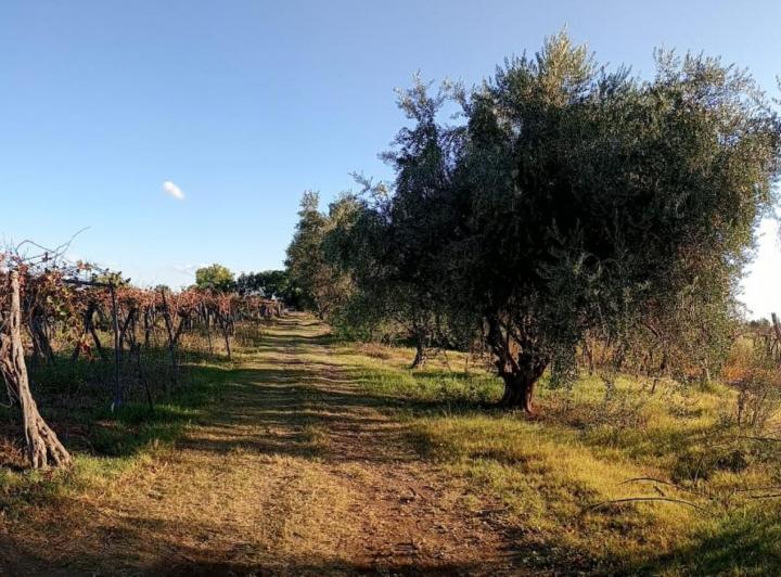 Quinta vacacional · 478m²