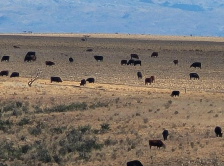 Campo · 58600000m²