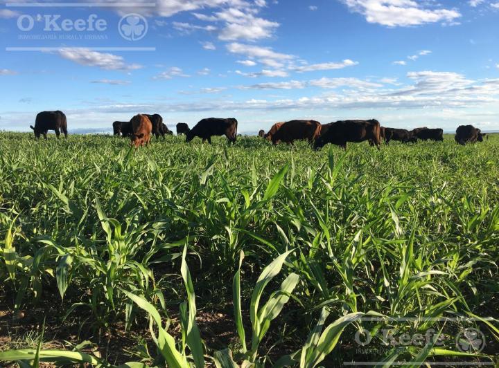 Campo · 11000000ha