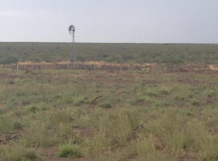 Campo