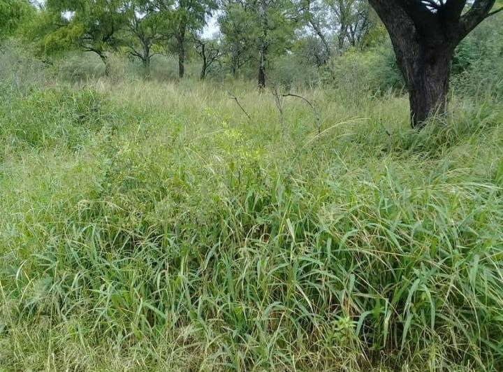 Terreno · 983m² · 1 Ambiente