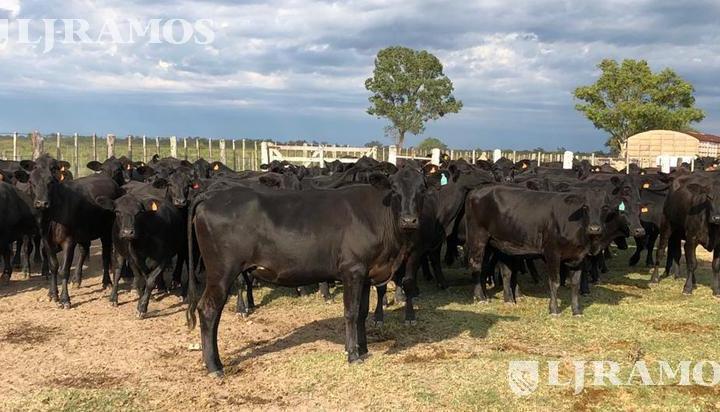 Campo · 43380000ha