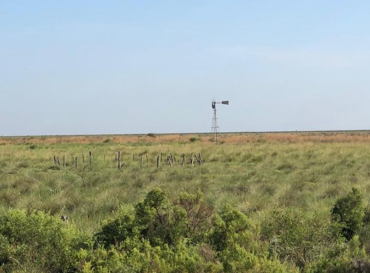Campo · 22000000ha