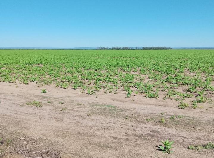 Campo · 12000000m²