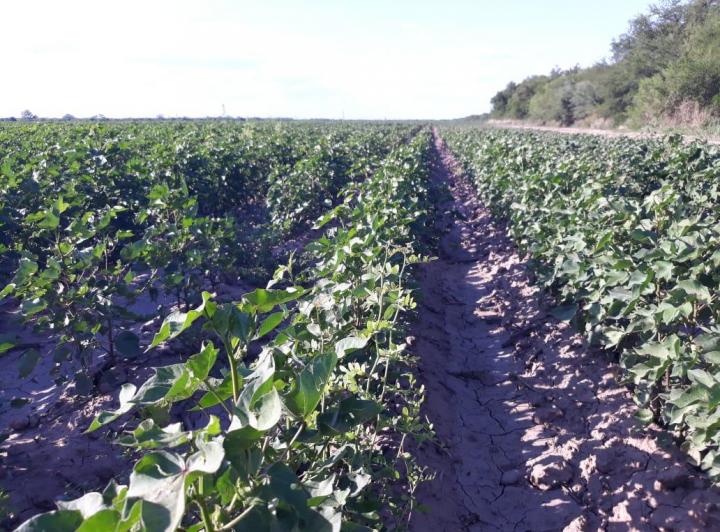 Campo · 1200ha