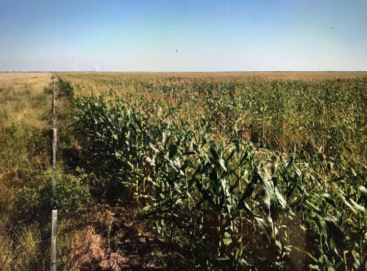 Campo · 430ha