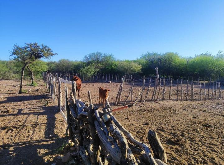 Campo · 1ha