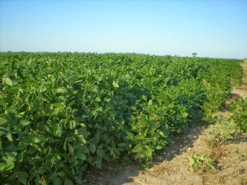 Campo · 14380000ha