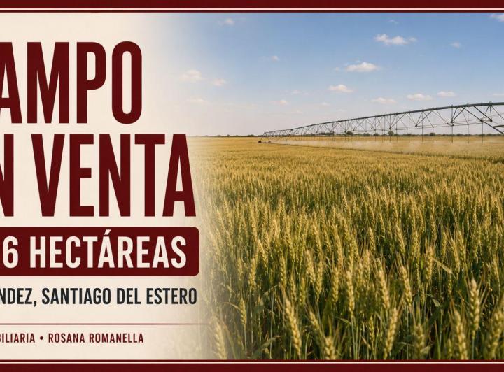 Campo