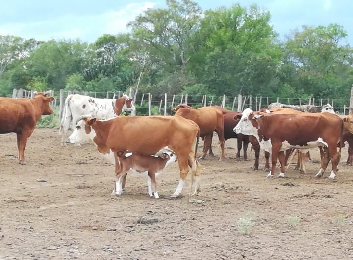 Campo · 2672ha