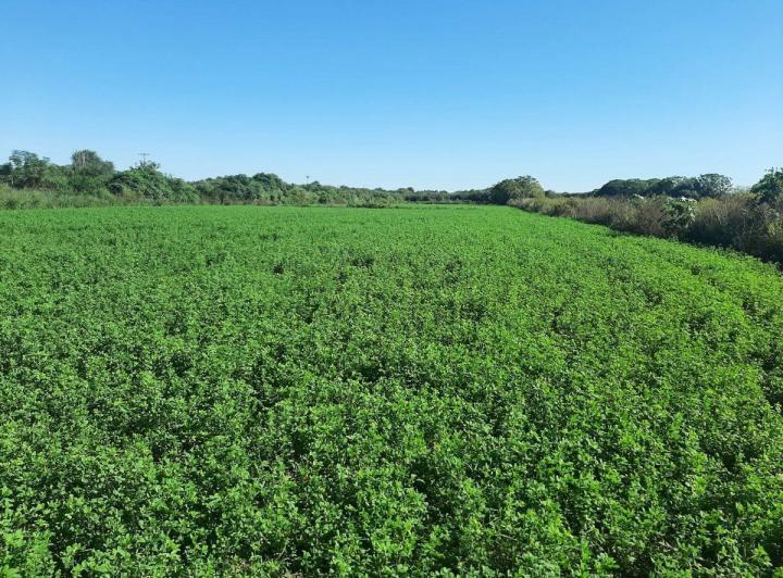 Campo · 23ha