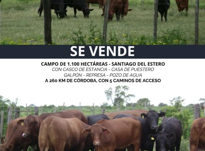 Campo · 150ha