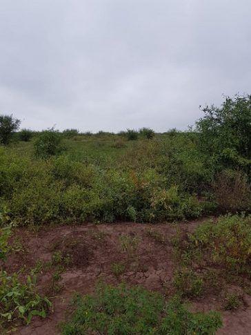 Campo · 9700m²