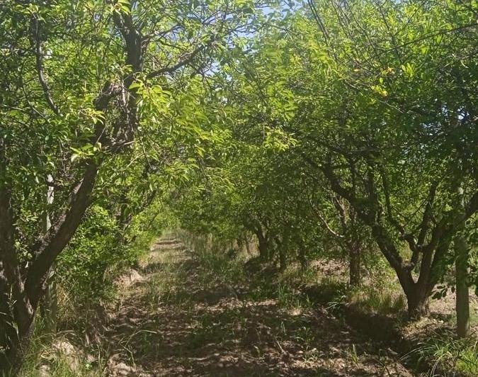 Campo · 80m² · 3 Ambientes · 2 Cocheras