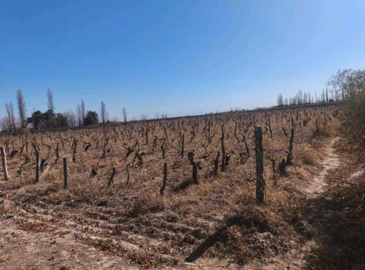 Campo · 450000ha