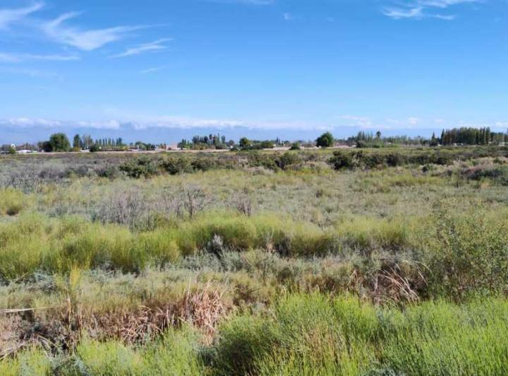 Campo · 80000ha