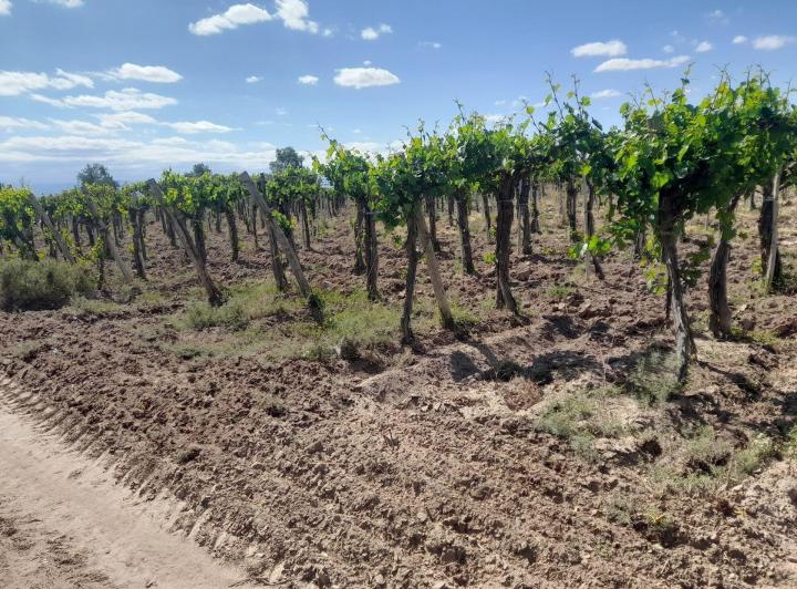 Campo · 500ha