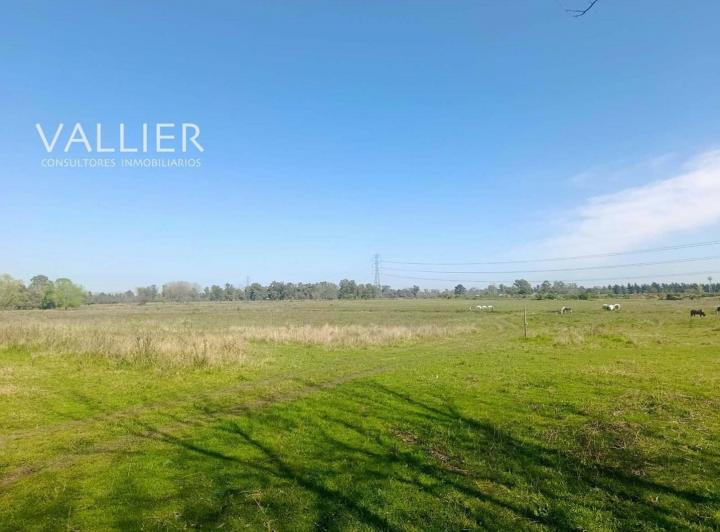 Campo · 8m²