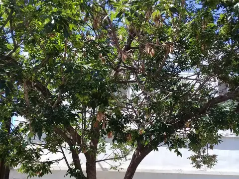 Alquiler, casa con patio