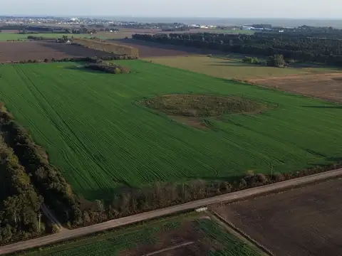 Se vende 25 hectáreas agricolas en baradero