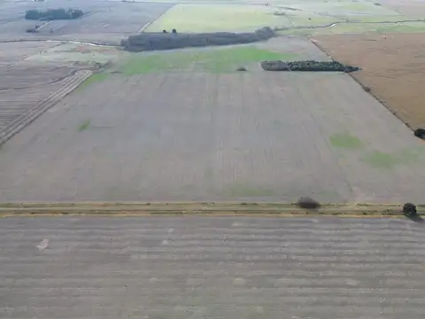 Se vende 49 hectáreas agricolas en baradero